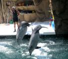 Анапский дельфинарий в Большом Утрише
